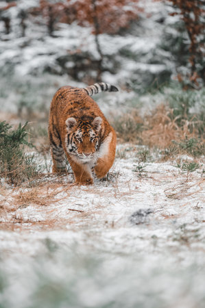 Siberian tiger (female, Panthera tigris altaica) walking, front view. A dangerous beast in its natural habitat. In the forest in winter, it is snow and cold.の写真素材