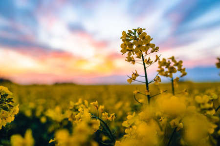 Close up of a yellow rapeseed flower. In the background is a colorful sunset and an entire rapeseed field. Shallow depth of field.の写真素材