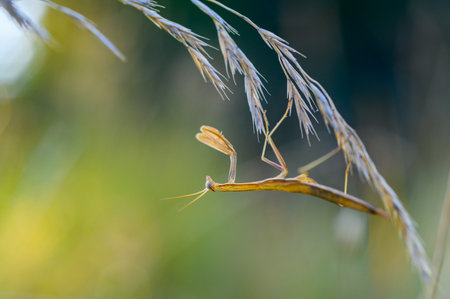 A nymph of european mantis (Mantis religiosa) on a grass in a natural habitat. A nymph of a mantis, male animal. Golden hour, sunset on background.の写真素材
