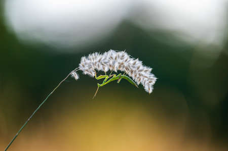 A nymph of european mantis (Mantis religiosa) on a grass in a natural habitat. A nymph of a mantis, female animal. Golden hour, sunset on background.の写真素材