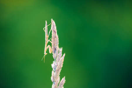 A nymph of european mantis (Mantis religiosa) on a dry plant. Close up shot, beautiful green blurred background, selective focus.の写真素材