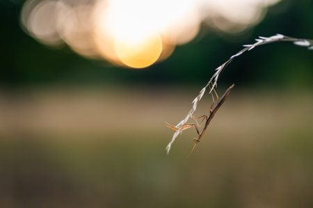 A nymph of european mantis (Mantis religiosa) on a grass in a natural habitat. A nymph of a mantis, male animal. Golden hour, sunset on background.の写真素材