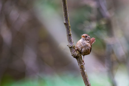 Little cute bird Wren (Troglodytes troglodytes) sitting on a branch in the forest and singing.の写真素材