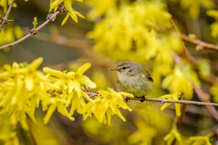 Little cute bird common chiffchaff (Phylloscopus collybita) sitting on a bush branch with beautiful yellow flowers.の写真素材