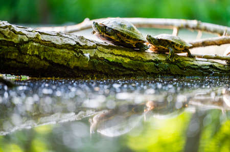 The red-eared slider (Trachemys scripta elegans) or water turtle basks on a trunk that is partially submerged in water. His head is up and he is looking at the sun.の写真素材