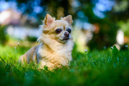 Little cute chihuahua lying in fresh green grass. It's summer, the sun is shining and the colors are vibrant.の写真素材