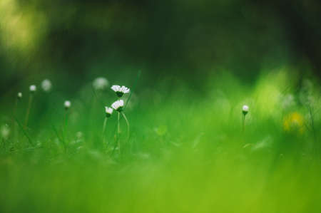 Beautiful green nature background with grass and small flowers. Nice lighting on background, beautiful bokeh.の写真素材