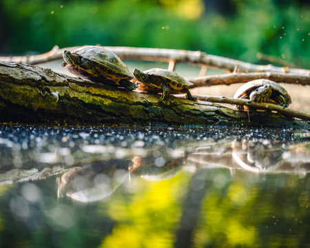 The red-eared slider (Trachemys scripta elegans) or water turtle basks on a trunk that is partially submerged in water. His head is up and he is looking at the sun.の写真素材