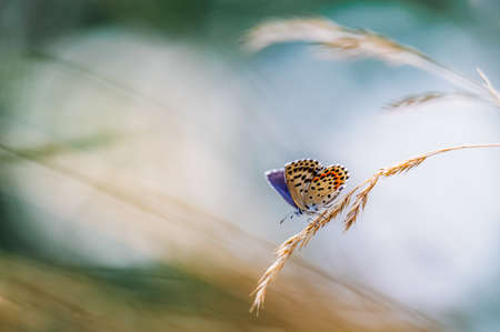 Close-up of a tiny cute butterfly (Scolitantides orion, the checkered blue gossamer-winged butterflies) perching on a grass. Beautiful blurred background, nice colorful bokeh. Summer, nice soft light.の写真素材