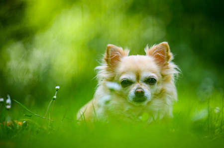 Little cute chihuahua lying in fresh green grass. It's summer, the sun is shining and the colors are vibrant.の写真素材