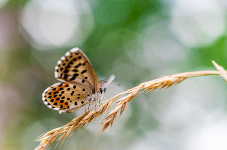Close-up of a tiny cute butterfly (Scolitantides orion, the checkered blue gossamer-winged butterflies) perching on a grass. Beautiful blurred background, nice colorful bokeh. Summer, nice soft light.の写真素材