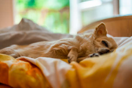 The little cute chihuahua is lying on the bed in a duvet and sleeping happily. In the background you can see the balcony and green trees.の写真素材