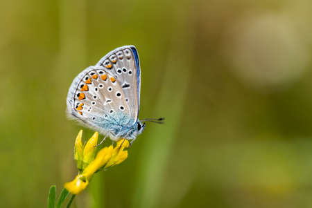 Close-up of a tiny cute common blue butterfly (Polyommatus icarus) perching on a grass. Beautiful blurred background, nice colorful bokeh. Summer, nice soft light.の写真素材
