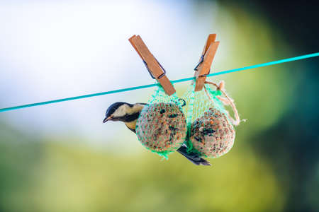 The great tit is hung on balls of tallow and looks around.の写真素材