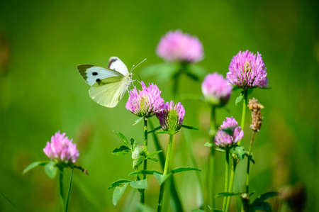 Close-up of a tiny cute butterfly (Pieris rapae) perching on a grass. Beautiful blurred background, nice colorful bokeh. Summer, nice soft light.の写真素材