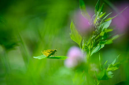 Close-up of a tiny cute butterfly (Thymelicus lineola) perching on a grass. Beautiful blurred background, nice colorful bokeh. Summer, nice soft light.の写真素材