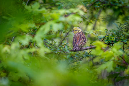 The yellowhammer (Emberiza citrinella) sitting on a branch and looking back. Framed by green leaves.の写真素材