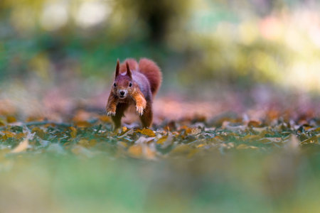 The Eurasian red squirrel (Sciurus vulgaris) in its natural habitat in the autumn forest. At jump. Portrait of a squirrel close up. The forest is full of rich warm colors.の写真素材