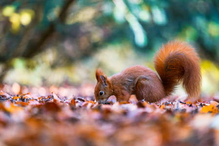 The Eurasian red squirrel (Sciurus vulgaris) in its natural habitat in the autumn forest. Portrait of a squirrel close up. The forest is full of rich warm colors.の写真素材