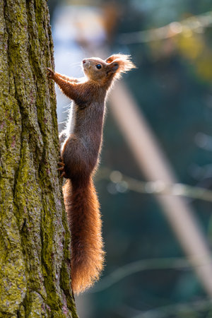 The Eurasian red squirrel (Sciurus vulgaris) in its natural habitat in the autumn forest. Portrait of a squirrel close up. The forest is full of rich warm colors.の写真素材