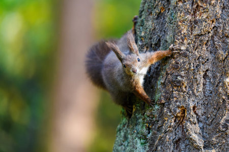 The Eurasian red squirrel (Sciurus vulgaris) in its natural habitat in the autumn forest. Climbing...