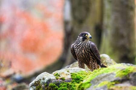 The peregrine falcon (Falco peregrinus) sitting in a forest on a stone and looking out for its prey. Autumn forest.の写真素材