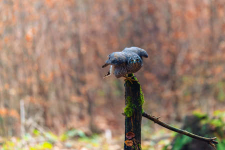 The northern goshawk (Accipiter gentilis) sitting on a stick. Autumn forest, colorful background, warm early evening colors.の写真素材