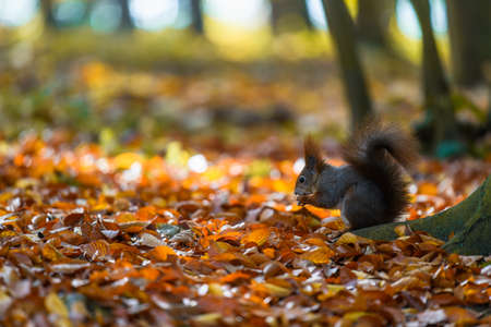 The Eurasian red squirrel (Sciurus vulgaris) in its natural habitat in the autumn forest. Portrait of a squirrel close up. The forest is full of rich warm colors.の写真素材