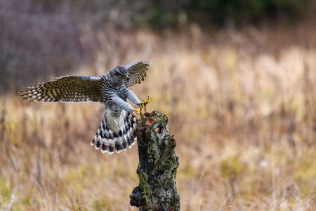 The northern goshawk (Accipiter gentilis) in flight, preparing to land. Spread wings and legs forward, landing.の写真素材