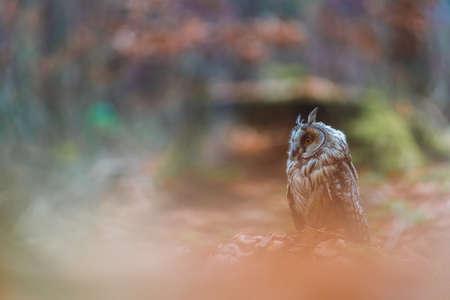 The long-eared owl (Asio otus) sitting in the autumn forest on the ground in the leaves. Colorful autumn forest.の写真素材