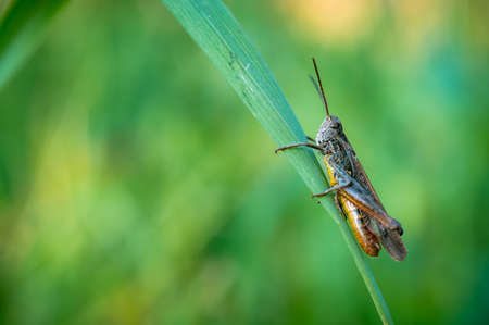 Macro shot of a brown grasshopper. Shallow depth of field. Grasshopper sitting on a blade of grass. Green soft background.の写真素材