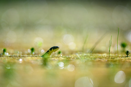 The grass snake (Natrix natrix) swimming in the water, the head above a water surface and looking for a prey. Shallow depth of field, nice bokeh with circlesの写真素材
