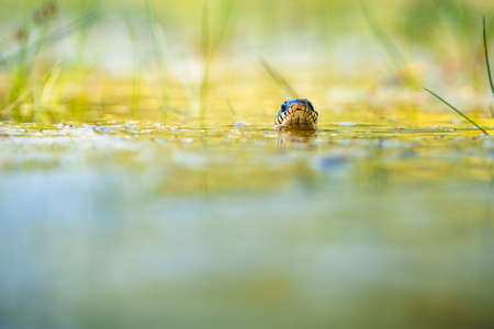 The grass snake (Natrix natrix) swimming in the water, the head above a water surface and facing camera.の写真素材