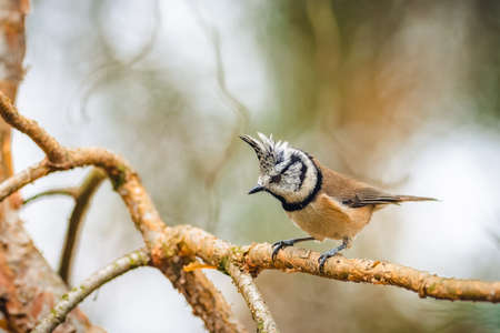 The European crested tit (Lophophanes cristatus) climbing a tree branch and looking around. Rare bird.の写真素材