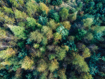 View from a height down on the autumn forest. Beautiful green autumn colors of trees.の写真素材