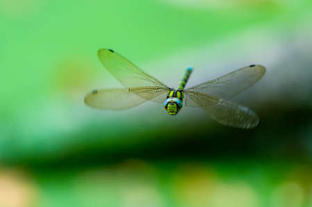 The southern hawker (Aeshna cyanea) flying around over a pond, facing the camera. Dragonfly caught in flight. Shallow depth of field.の写真素材