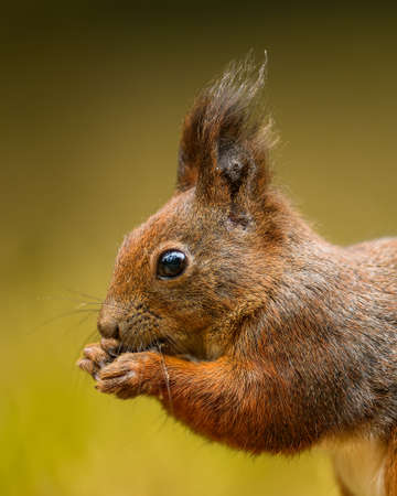 The Eurasian red squirrel (Sciurus vulgaris) portrait from the side. Beautiful autumn colors, delicate background. Shallow depth of field.の写真素材