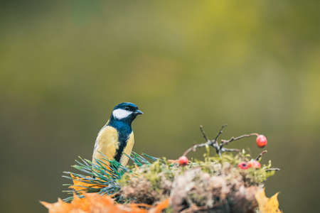 A songbird (the great tit, parus major) feeding on seeds and looking around. Autumn colors, simple blurred background.の写真素材