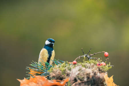 A songbird (the great tit, parus major) feeding on seeds and looking around. Autumn colors, simple blurred background.の写真素材