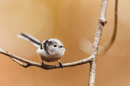 The long-tailed tit (Aegithalos caudatus) on a perch in the forest in autumn colors. Simple blurred background. Small cute bird.の写真素材