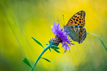 A butterfly (the silver-washed fritillary, argynnis paphia) feeding on nectar from a flower on a beautiful summer evening.の写真素材