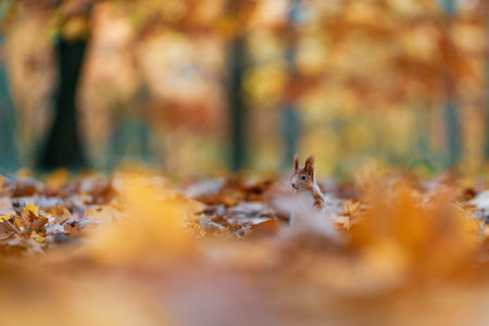 A curious squirrel (Sciurus vulgaris) hides in the autumn leaves in a forest. The background features colorful fall foliage.の写真素材