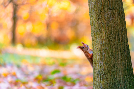 A curious squirrel (sciurus vulgaris) is hiding behind a tree in a beautiful autumn forest. The scene captures the squirrel peeking out from behind the tree amidst the vibrant fall foliage.の写真素材