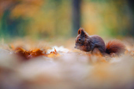 A close-up shot of a squirrel (Sciurus vulgaris) feeding in a vibrant autumn forest. The scene captures the rich colors of fall foliage around the animal.の写真素材