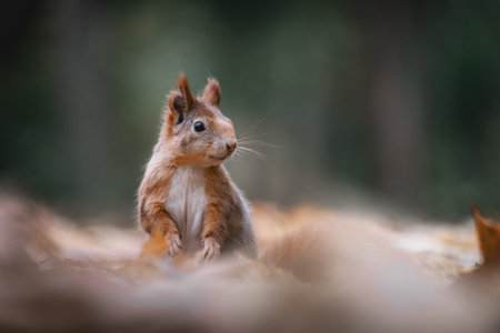 A close-up portrait of a squirrel (sciurus vulgaris) in an autumn forest. The scene features muted, moody colors and a clean forest background, capturing the essence of fall.の写真素材