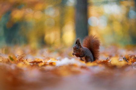 A close-up shot of a squirrel (Sciurus vulgaris) feeding in a vibrant autumn forest. The scene captures the rich colors of fall foliage around the animal.の写真素材