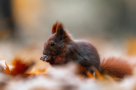 A close-up shot of a squirrel (Sciurus vulgaris) feeding in a vibrant autumn forest. The scene captures the rich colors of fall foliage around the animal.の写真素材