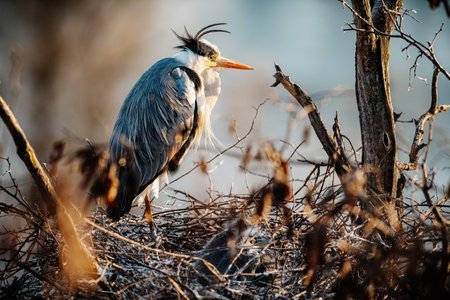 A grey heron (Ardea cinerea) is resting and guarding its nest high in the trees. The nest contains heron chicks, and the scene is viewed at eye level.の写真素材