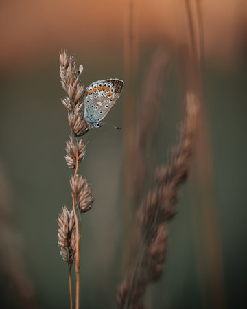 A butterfly (Lycaenidae) rests on a blade of grass after sunset. The scene captures the delicate insect in a calm, twilight setting.の写真素材