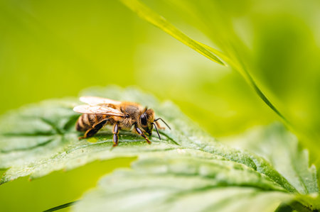 Honey bee (Apis mellifera) is seen resting on a green leaf in a forest. This macro shot captures the intricate details of the bee and the leaf.の写真素材